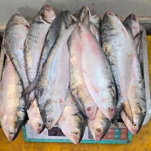 ১০ পিসে ৫ কেজি ১৭০০ টাকা