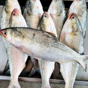 ১০ পিসে ৫ কেজি ১৭০০ টাকা